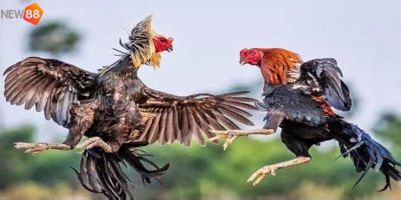 Gà đá hồi mã thương có sức mạnh đặc biệt